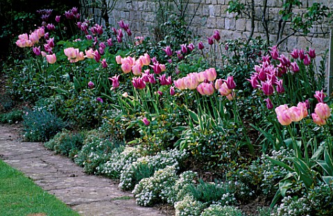 ST_MICHAELS_HOUSE__KENT_SPRING_BORDER_WITH_TULIP_BALLADE___TULIP_NEW_DESIGN___SWEET_ALYSSUM_AND_STAC