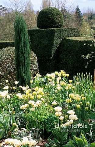 YEW_TOPIARY_HEDGES_SURROUNDING_WHITE_TULIP_BORDERS__ST_MICHAELS_HOUSE__KENT_JUNIPERUS_SKYROCKET_AND_
