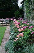 ST. MICHAELS HOUSE  KENT: SPRING BORDER WITH TULIP BALLADE AND NEW DESIGN UNDERPLANTED WITH SWEET ALLYSUM AND STACHYS BYZANTINA