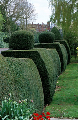 YEW_TOPIARY_HEDGES__AT_ST_MICHAELS_HOUSE