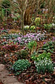 THE SPRING GARDEN AT WOODCHIPPINGS  WITH SNOWDROPS  CYCLAMEN COUM AND HELLEBORES. WOODCHIPPINGS  NORTHAMPTONSHIRE