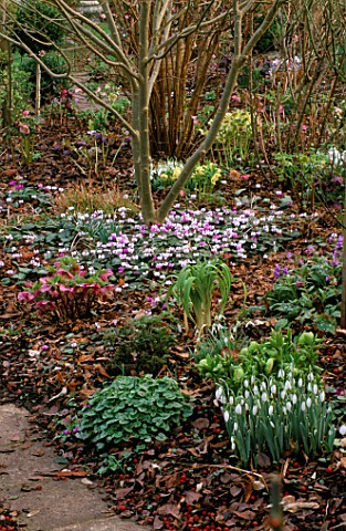 THE_SPRING_GARDEN_AT_WOODCHIPPINGS__WITH_SNOWDROPS__CYCLAMEN_COUM_AND_HELLEBORES_WOODCHIPPINGS__NORT