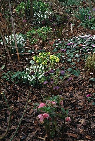 HELLEBORES__CYCLAMEN_AND_SNOWDROPS__IN_WOODLAND__WOODCHIPPINGS__NORTHAMPTONSHIRE