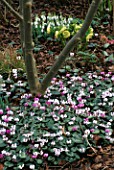 CYCLAMEN COUM AND SNOWDROPS IN THE WOODLAND. WOODCHIPPINGS  NORTHAMPTONSHIRE