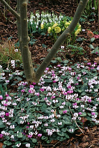 CYCLAMEN_COUM_AND_SNOWDROPS_IN_THE_WOODLAND_WOODCHIPPINGS__NORTHAMPTONSHIRE