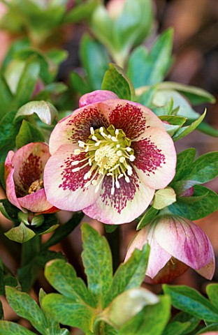 A_SPOTTED_FORM_OF_HELLEBORUS__X__HYBRIDUS__WOODCHIPPINGS__NORTHAMPTONSHIRE