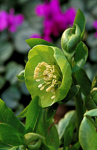 HELLEBORUS__X__HYBRIDUS_GREENCUPS__A_CUPPED_GREEN_FORM__WOODCHIPPINGS__NORTHAMPTONSHIRE