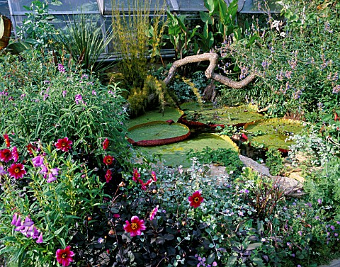 POND_OUTSIDE_WITH_DAHLIAS_AND_THE_GIANT_WATERLILY_VICTORIA_LONGWOOD_HYBRID_DESIGNER_TIM_MYLES__COTSW
