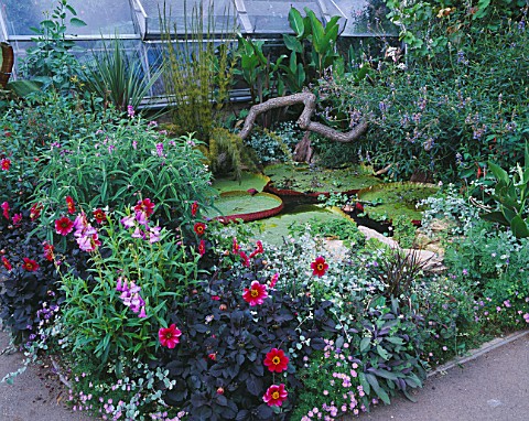 POND_OUTSIDE_WITH_DAHLIAS_AND_THE_GIANT_WATERLILY_VICTORIA_LONGWOOD_HYBRID_DESIGNER_TIM_MYLES__COTSW