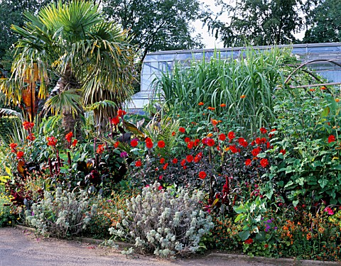 RED_DAHLIAS_AND_PALMS_IN_BORDER__GLASSHOUSE_IN_BACKGROUND_DESIGNER_TIM_MYLES__COTSWOLD_WILDLIFE_PARK