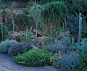 THE ARID BORDER IN THE WALLED GARDEN WITH SALVIAS  HELICHRYSUM  CACTI AND SUCCULENTS. DESIGNER: TIM MYLES  COTSWOLD WILDLIFE PARK  OXFORDSHIRE