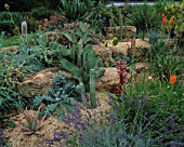 THE ARID BORDER IN THE WALLED GARDEN WITH CACTI AND SUCCULENTS. DESIGNER: TIM MYLES  COTSWOLD WILDLIFE PARK  OXFORDSHIRE