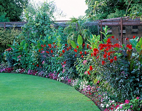 BORDER_BY_LAWN_IN_THE_WALLED_GARDEN_WITH_DAHLIA_BISHOP_OF_LLANDAFF__CLEOME_CHERRY_QUEEN_AND_NICOTIAN