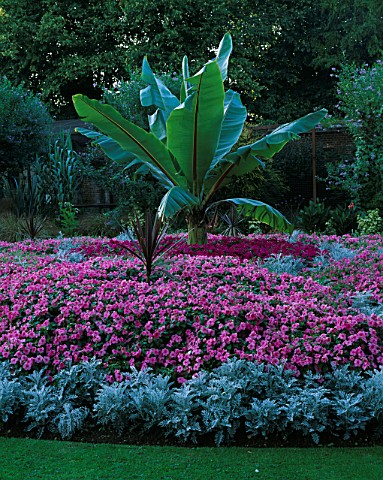 FORMAL_BED_IN_WALLED_GARDEN_WITH_ENSETE_VENTRICOSUM__BUSY_LIZZIES_AND_CORDYLINE_AUSTRALIS_TORBAY_DES