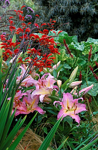 CROCOSMIA_LUCIFER_AND_LILIUM_CORAL_QUEEN_PARSONAGE__OMBERSLEY__WORCESTERSHIRE