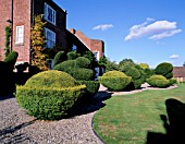 TOPIARY SHAPES BESIDE THE HOUSE AND LAWN. PARSONAGE  OMBERSLEY  WORCESTERSHIRE