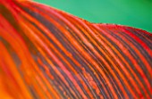 LEAF DETAIL OF CANNA PHAISON. PARSONAGE  OMBERSLEY  WORCESTERSHIRE