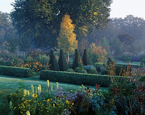 PETTIFERS_GARDEN__OXFORDSHIRE_THE_PARTERRE_IN_AUTUMN_WITH_TOPIARY_BOX_AND_YEW__SUNFLOWERS__KNIPHOFIA