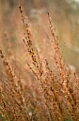 MOLINIA SEED HEAD  MARCHANTS HARDY PLANTS  SUSSEX