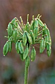AGAPANTHUS SEED HEAD  MARCHANTS HARDY PLANTS  SUSSEX