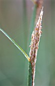 CLOSE UP OF FLOWERING GRASS  MARCHANTS HARDY PLANTS  SUSSEX