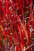 IMPERATA CYLINDRICA RUBRA RED BARON  MARCHANTS HARDY PLANTS  SUSSEX