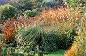 MIXED GRASSES INCLUDING MOLINIA  AMPELODESMOS  AND AGAPANTHUS SEED HEADS: MARCHANTS HARDY PLANTS  SUSSEX
