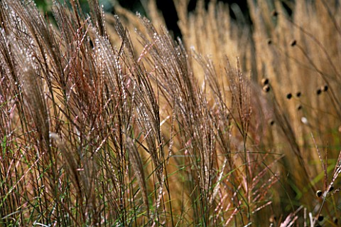 GRASSES_SWAYING_IN_THE_BREEZE_GOODNESTONE_PARK__KENT