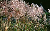 MISCANTHUS GRASS SWAYING IN THE BREEZE. GOODNESTONE PARK  KENT