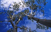 RHS GARDEN ROSEMOOR  DEVON: EUCALYPTUS TREES AND BLUE SKY