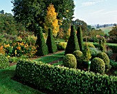 PETTIFERS GARDEN  OXFORDSHIRE: THE PARTERRE IN AUTUMN WITH CLIPPED BOX AND YEW TOPIARY  DAHLIAS AND BETULA ERMANII
