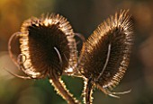 CLOSE UP OF COMMON TEASEL IN WINTER ( DIPSACUS FULLONUM) TEASLE