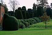 PACKWOOD HOUSE  WARWICKSHIRE: MASSIVE TOPIARY HEDGING BESIDE THE TOPIARY GARDEN