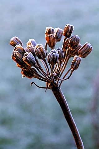 PETTIFERS__OXFORDSHIRE_FROSTED_SEED_HEADS_OF_LILIUM_REGALE