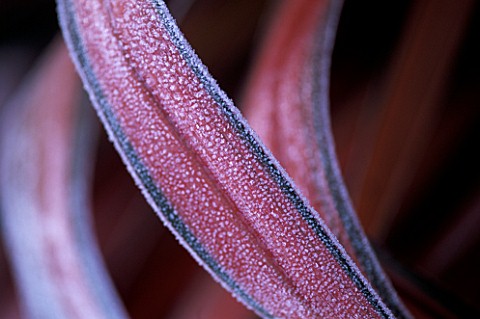 PETTIFERS__OXFORDSHIRE_FROSTED_PHORMIUM_EVENING_GLOW