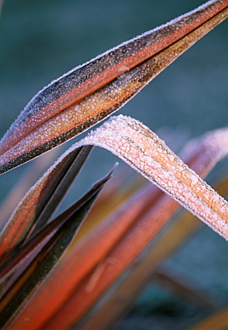 PETTIFERS__OXFORDSHIRE_FROSTED_LEAVES_OF__PHORMIUM_EVENING_GLOW