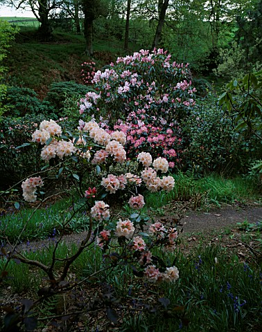 DUNGE_VALLEY_HIDDEN_GARDENS__CHESHIRE_PINK_RHODODENDRONS_IN_THE_WOODLAND