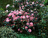 DUNGE VALLEY HIDDEN GARDENS  CHESHIRE: PINK RHODODENDRONS IN THE WOODLAND