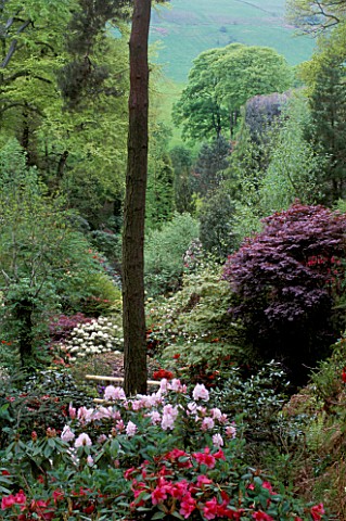 DUNGE_VALLEY_HIDDEN_GARDENS__CHESHIRE_VIEW_THROUGH_RHODODENDRONS_FROM_THE_TOP_OF_THE_GARDEN_TO_THE_C