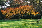 GREYSTONE COTTAGE  OXFORDSHIRE: A METAL STILE BENEATH A CHERRY TREE ON THE LAWN IN AUTUMN