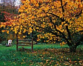 GREYSTONE COTTAGE  OXFORDSHIRE: A METAL STILE BENEATH A CHERRY TREE ON THE LAWN IN AUTUMN