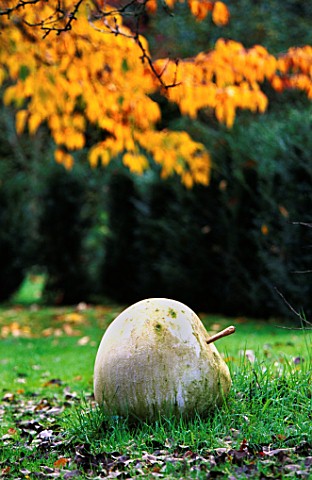GREYSTONE_COTTAGE__OXFORDSHIRE_A_HUGE_BATH_STONE_APPLE_ON_THE_LAWN_WITH_CHERRY_TREE_IN_AUTUMN_TINTS_
