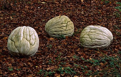 GREYSTONE_COTTAGE__OXFORDSHIRE_STONE_WALNUT_SCULPTURES_IN_THE_WOODLAND