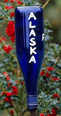 HIGHFIELD_HOLLIES__HAMPSHIRE_BLUE_GLASS_BOTTLE_ON_A_STICK_USED_AS_A_LABEL_FOR_ILEX_ALASKA