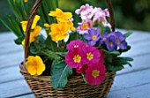 DIFFERENT COLOUR POLYANTHUS IN SMALL WICKER BASKET
