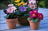 MIXED POLYANTHUS IN POTS AND SMALL WICKER BASKET