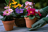 MIXED POLYANTHUS IN WICKER BASKET AND TERRACOTTA POTS