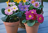 MIXED POLYANTHUS IN TERRACOTTA POTS AND SMALL WICKER BASKET