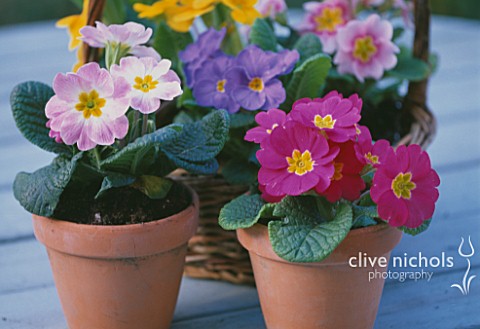 MIXED_POLYANTHUS_IN_TERRACOTTA_POTS_AND_SMALL_WICKER_BASKET