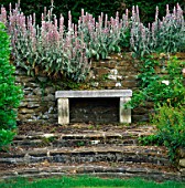 STACHYS GROWS OVER STONE WALL BEHIND SIMPLE STONE BENCH AND STEPS. THE MANOR HOUSE  UPTON GREY  HAMPSHIRE